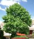 American tulip tree,tulip tree,tulip poplar,white wood,fiddle tree,yellow poplar,canary white wood